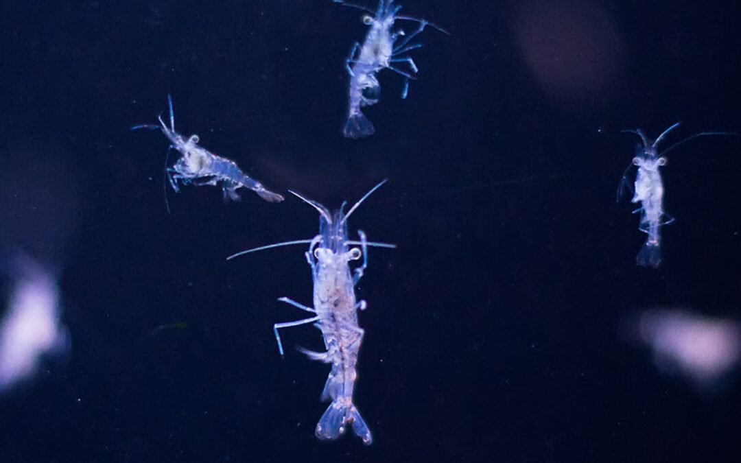 SciDay: Plankton – Das unsichtbare Leben unter der Wasseroberfläche